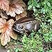 Achla Designs Frog, Garden Animal Statue