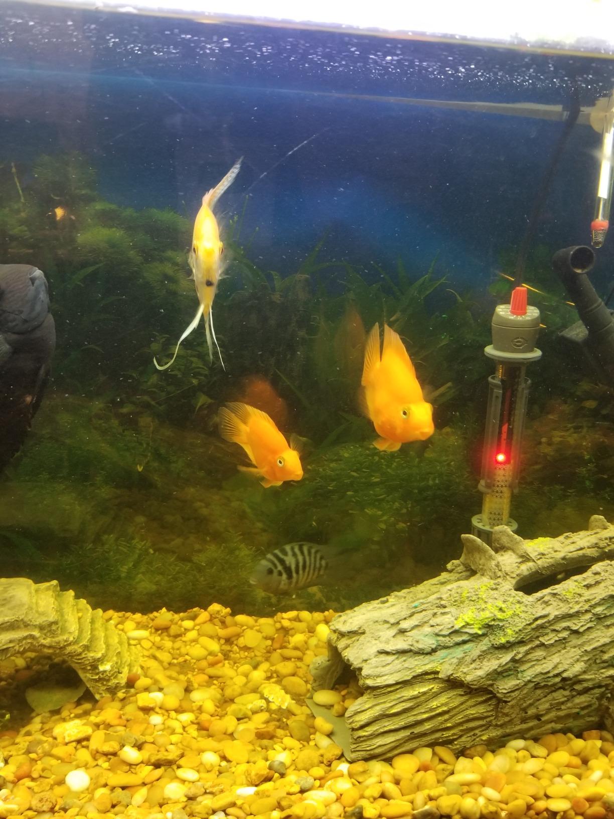 9/mo Finance Aquaneat Aquarium Light White and Blue LED 12" 20" 24