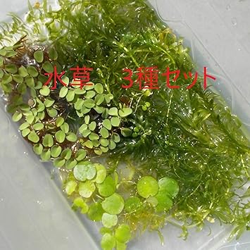 Amazon めだか街道発送商品 メダカ喜ぶ 無農薬水草３種セット 説明書付き ノーブランド品 生体水草 通販