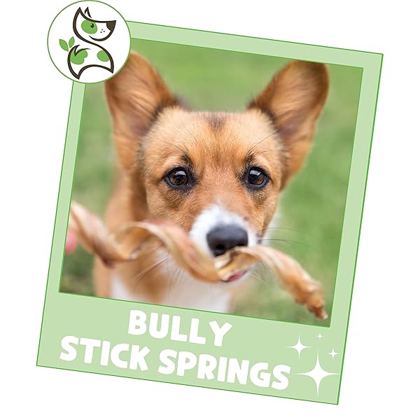 NATURE GNAWS BULLY STICK SPRINGS FOR DOGS 7-8″ (6 COUNT) – LONG LASTING FOR AGGRESSIVE CHEWERS – NATURAL CURLY BEEF DOG CHEW BONES – RAWHIDE FREE