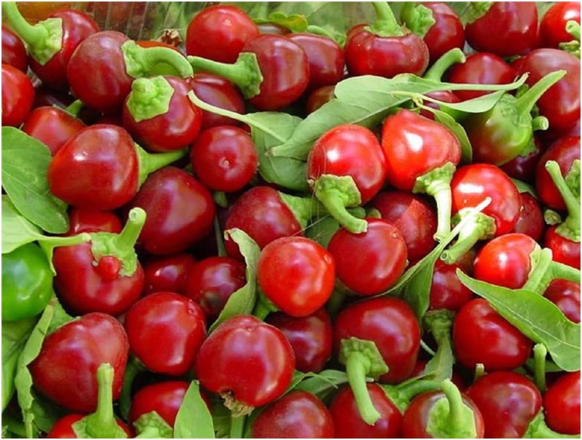 Premier Seeds Direct Hot Chilli Pepper Cherry Bomb 60 Seeds Amazon Co Uk Garden Outdoors