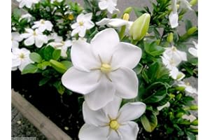 Seeds Gardenia Thunbergia 10 Semi, Fragrante Selvaggio Gardenia, arbusto o Piccolo agramsero Piano : Seeds Only