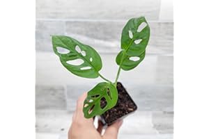 3EXOTICGREEN Philodendron Swiss Cheese (Monstera adansonii) – Rare Tropical Aroid | 3″ Fully Rooted Live Indoor Houseplant | Exotic Perforated Foliage | Easy-Care Trailing or Climbing Plant for Home or Office