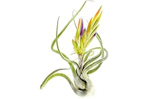 ragnaroc Air Plants - Flowering Tillandsia Caput Medusae, Large 5-7" - 1ct - Live Arrival Guaranteed - House Plants for Home Decor & Gift