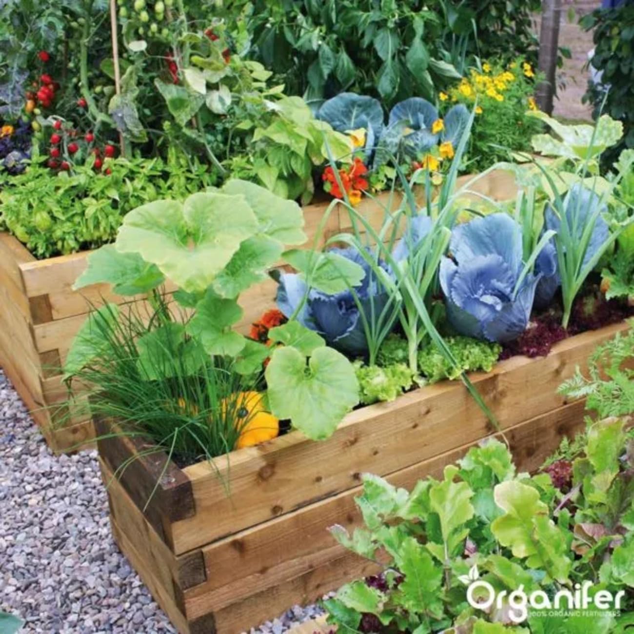 Organifer Kuhmistpellets 3in1 (20 kg - für 200 m2), Organischer Dünger, Natürlicher Bodenverbesserer, Nachhaltige Gartenarbeit, Umweltfreundlicher Dünger, Nährstoffreich, Rasenverbesserung 4