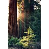 Lantern Press Redwood National Park California Puzzle, 1000 Pieces | Towering California redwoods in stunning photography with 1,000 premium matte pieces. Made in USA.