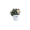 Oso Easy Italian Ice Landscape Rose (Rosa) Live Shrub, Orange, Pink, and Yellow Flowers, 1 Gallon
