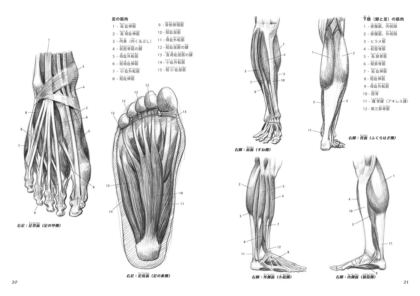 Amazon Fr 手と足の描き方 仕組みを知って上手くなる 骨格 筋肉 形状 動き 性別や年齢による違い Giovanni Civardi Livres