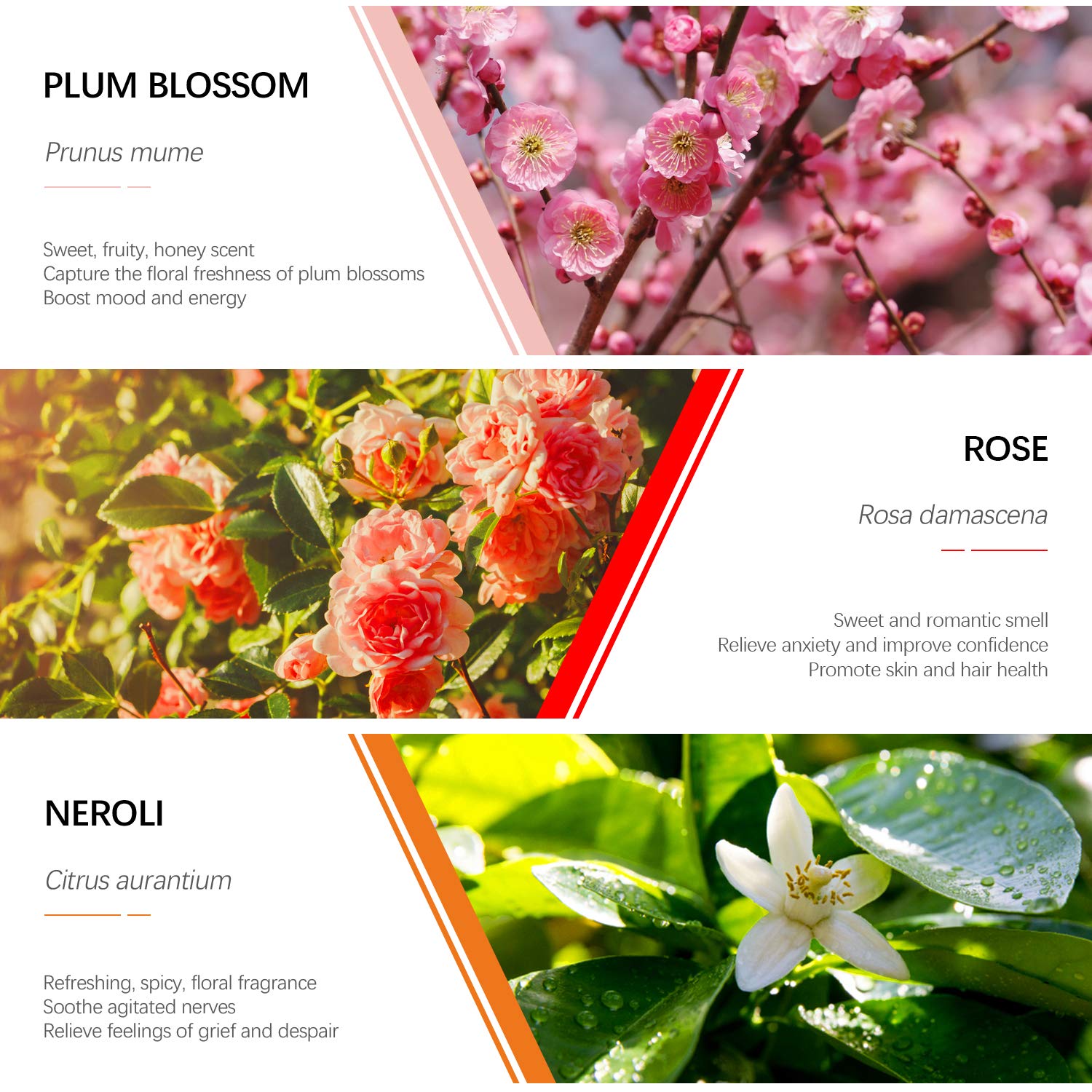 Essential Oils Set, ESSLUX Floral Collection with Rose, Neroli, Geranium, Freesia, Plum Blossom, Dark Tea Essential Oils, Perfect for Diffuser, Home Fragrance & Massage, 6x10 ML: Beauty