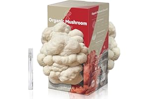 Inbloom Large Organic Edible Lion's Mane Mushroom Growing Kit (4 lbs), Double-Side Mushroom Grow Kit, Fresh Non-GMO Mushroom Kit, Harvest Mushrooms in 10 Days at home, Indoor Gardening for Adults