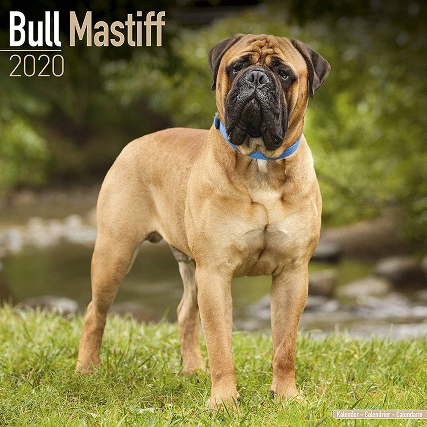 Amazon Com Bull Mastiff Calendar 2020 Dog Breed Calendar