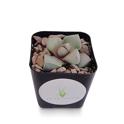Karoo Split Rock Lapidaria Margaretae Mimicry Liberia | Ubuy