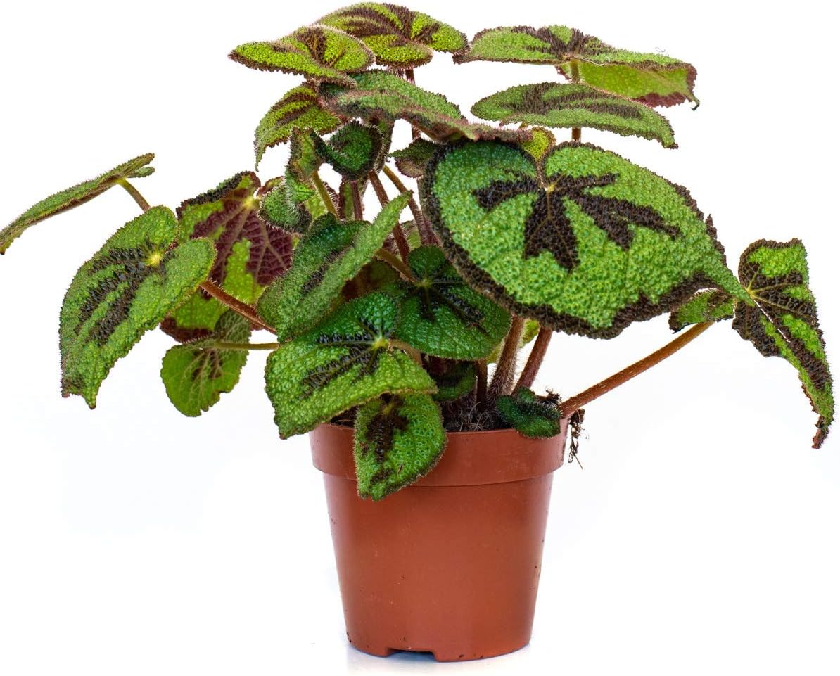 Begonia Masoniana