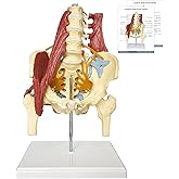 JNMFTD Human Lumbar Spine Bone Model, Female Pelvis Model 1:1 Life Size Nerves Hip Joint Muscle Anatomy Model Removable Movable Femur Heads Product Manual Card for Medical Education Study