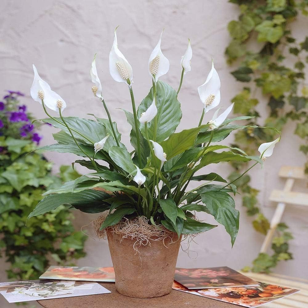 pics Picture Of Peace Lily 1 x spathiphyllum peace lilly dark green houseplant healthy plant in pot