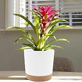 QCQHDU 20cm Plant Pot 2 Pack with Drainage Holes and Tray White Modern Decor view 5