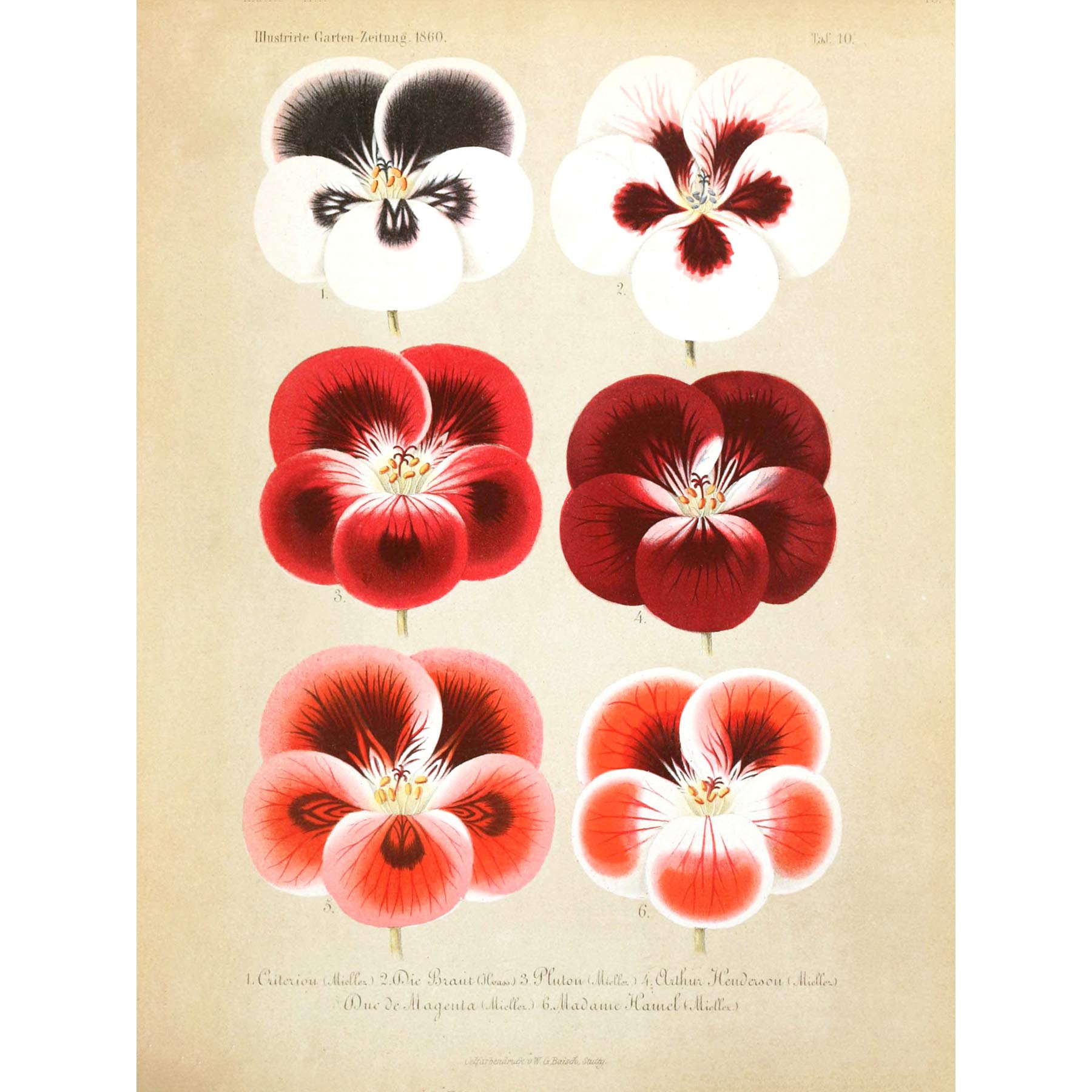 Flower Plant Botany Red Pansies Large Wall Art Print Canvas Premium Poster