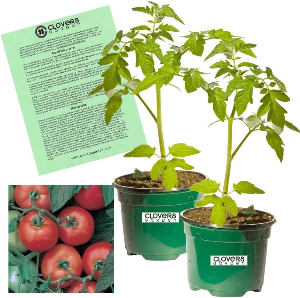 Clovers Garden Early Girl Tomato Plant Two (2) Live