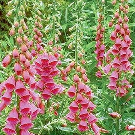 Amazon Co Jp 宿根草 ジギタリス メルトネンシス フォックスグローブ 2株セット イングリッシュガーデン ホーム キッチン