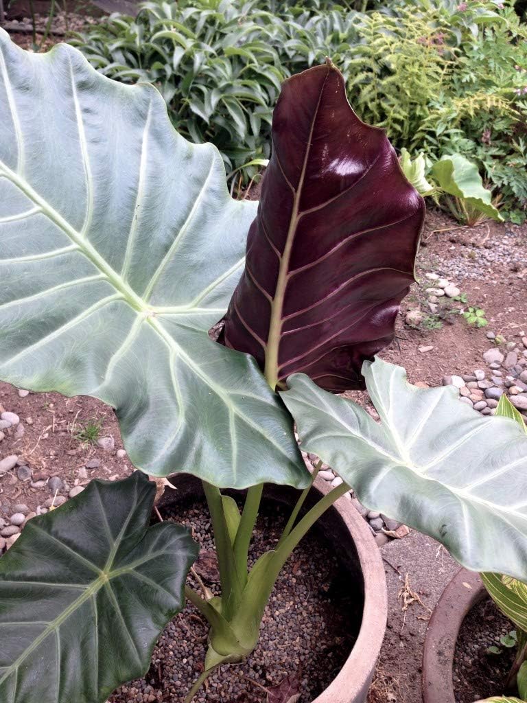 10 Starter Plants of Alocasia Mayan Mask, Burgundy Undersides Elephant Ear