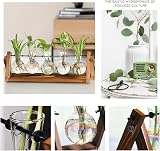 XXXFLOWER Desktop Propagation Station 5 Glass Bulbs with Wooden Stand view 4