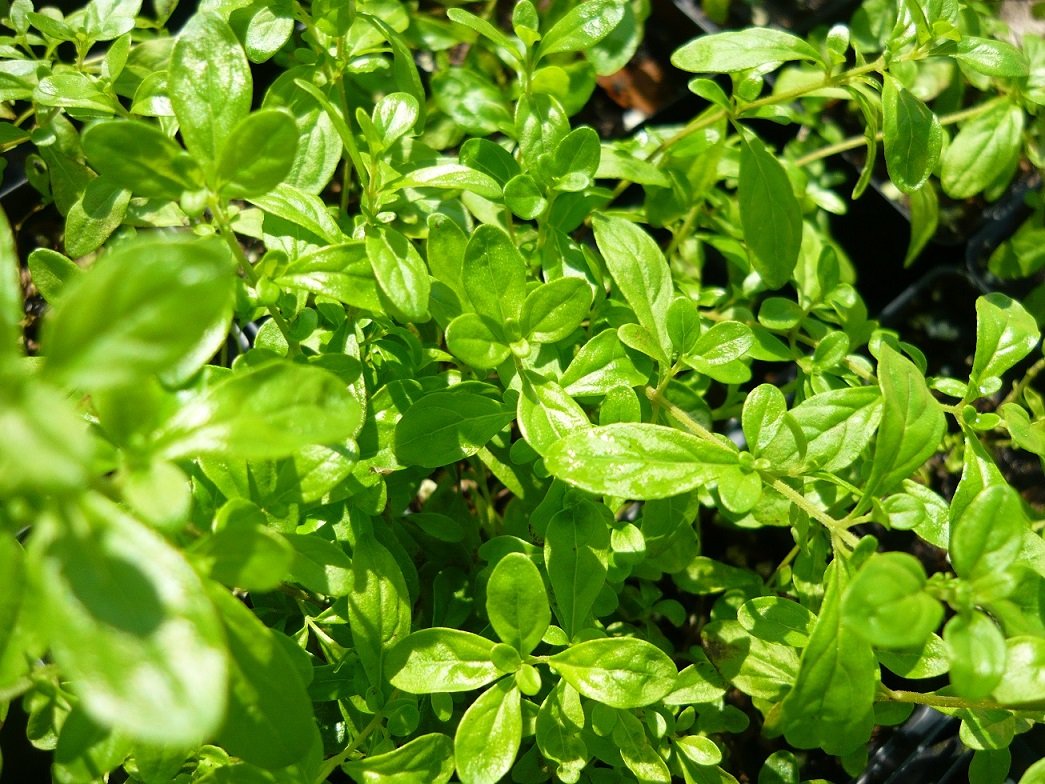 Jamaican Peppermint Live Plant Garden & Outdoor