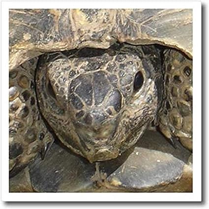 ibera greek tortoise