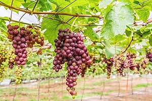 Rare Red Grape Tree Organic Seeds, Rare Red Grape Tree Seeds, Home Gardening, High Germination, for Garden and Potting, Non-G
