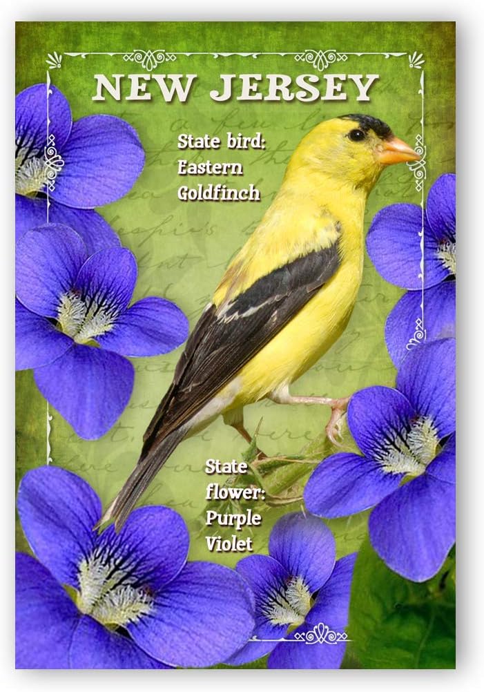 Jersey bird. Jersey bird