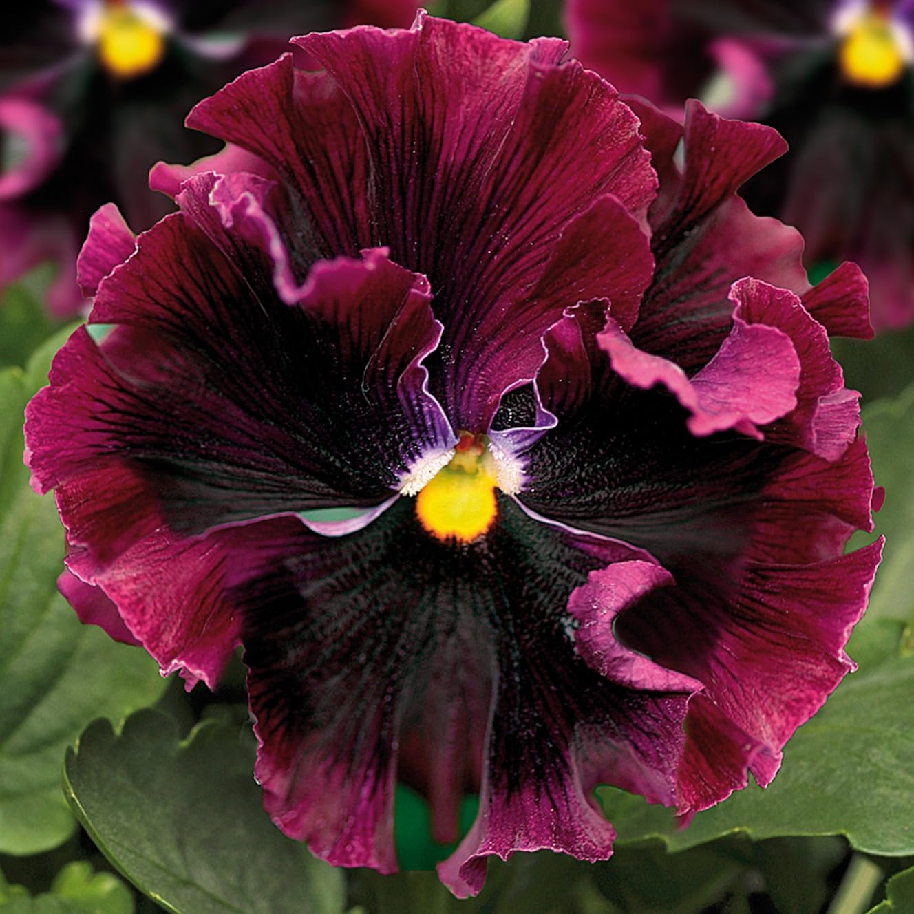PREMIER SEEDS DIRECT - Pansy Winter Flowering - Frizzle Sizzle F1 - Burgundy - 30 Seeds