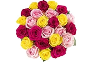 Mother's Day Gift, Colour Republic Fresh Cut Premium Ecuadorian Rainbow Roses, 25 Fresh Flowers