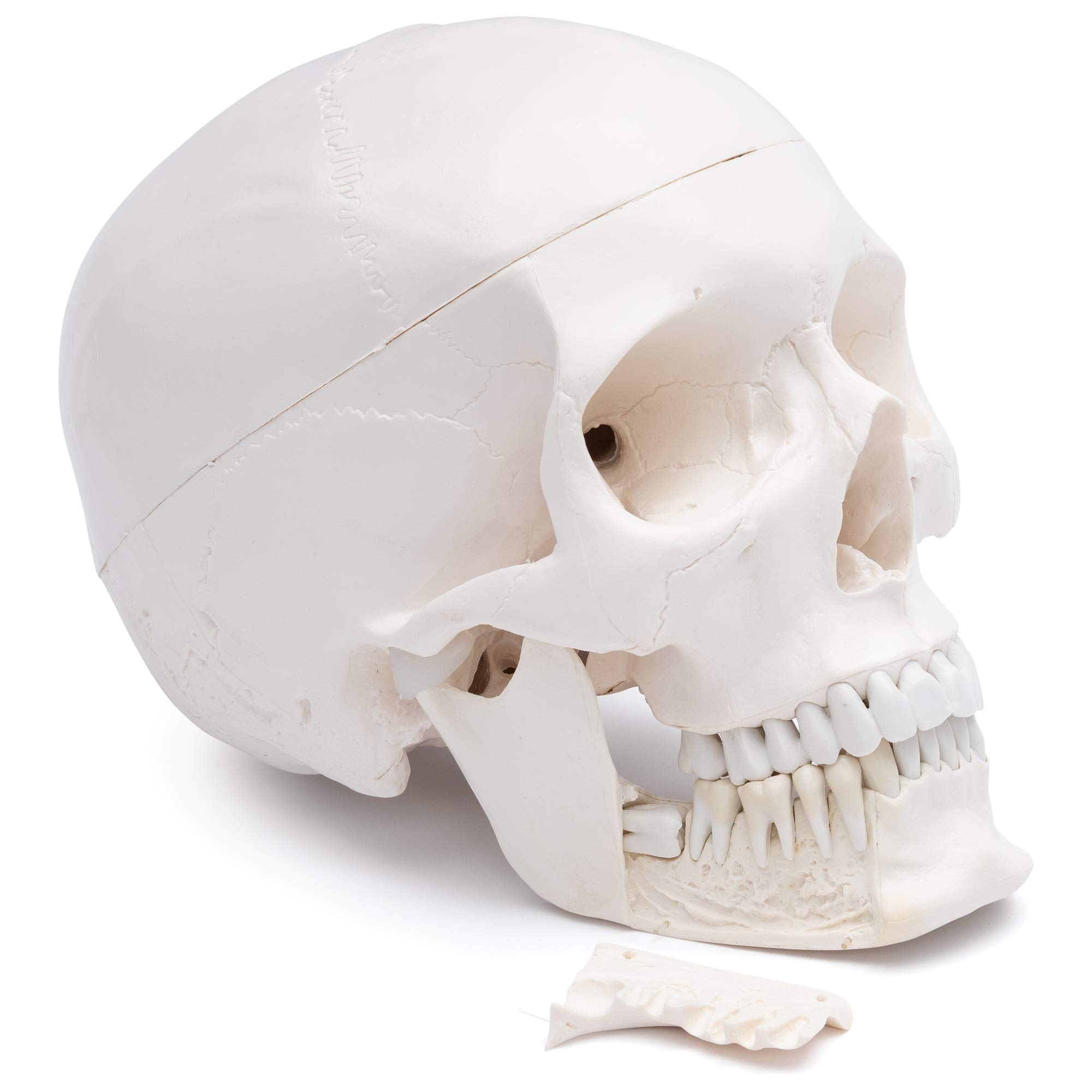 Cranstein A-249 dental skull model with extractable teeth for anatomy teaching, 3 pieces