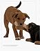 ASPCA Complete Guide to Dogs (Aspc Complete Guide to)