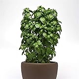 Park Seed Basil Herb Plant Seeds, Easy to