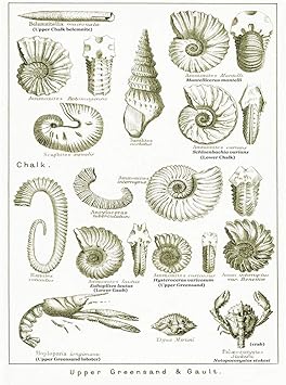 Stampa D'Arte Ritratto Di William Shakespeare - Poster 30x41 Cm - Decorazione Parete Casa - 3