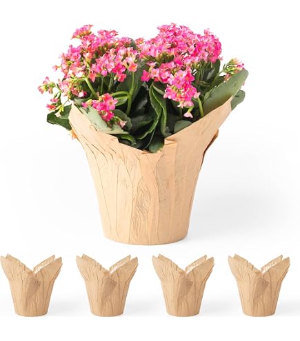 air plants holder Packs of 3, 6 or 9 Gray Ceramic Stone Air Plant Holder with Assorted Air Plants, 3 pack