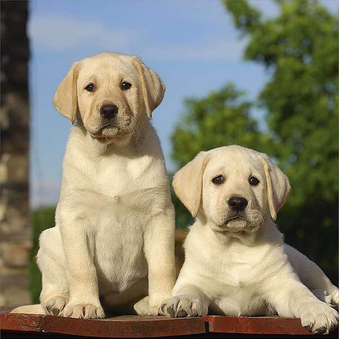 Labrador Retriever Calendar 2021 Yellow Dog Breed Calendar Wall Calendar 2020 2021 Office Products Amazon Com 2021 akc labrador calendar