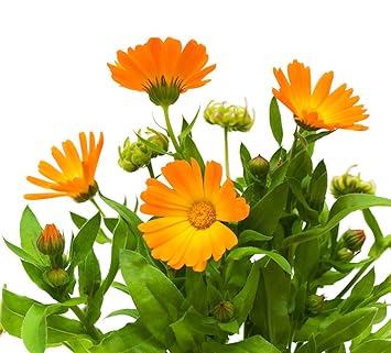 Αποτέλεσμα εικόνας για calendula officinalis