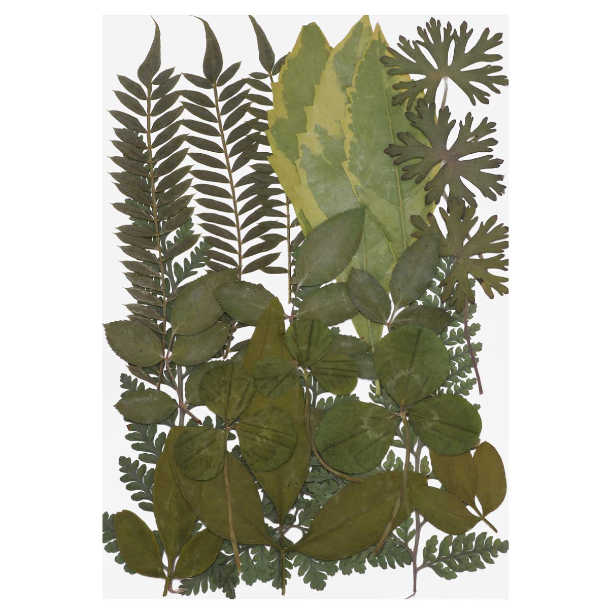 Milisten Dried Leaves Real Dried Pressed Flowers Mixed Multiple Colorful Dry Leaves Flowers for Resin Art Craft DIY Accessories (Style 2)