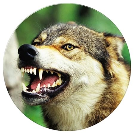 Lobo Lobos imán para nevera, Wolf Snarling In Forest, redondo ...