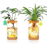 2Pcs Plant Propagation Station with Mountain-Shaped Bottom - Hydroponic Glass Vases, Wooden Base with Lighting, Terrarium Jars for Indoor Growing, Desktop Vivarium, Ideal Gifts for Plant Lovers
