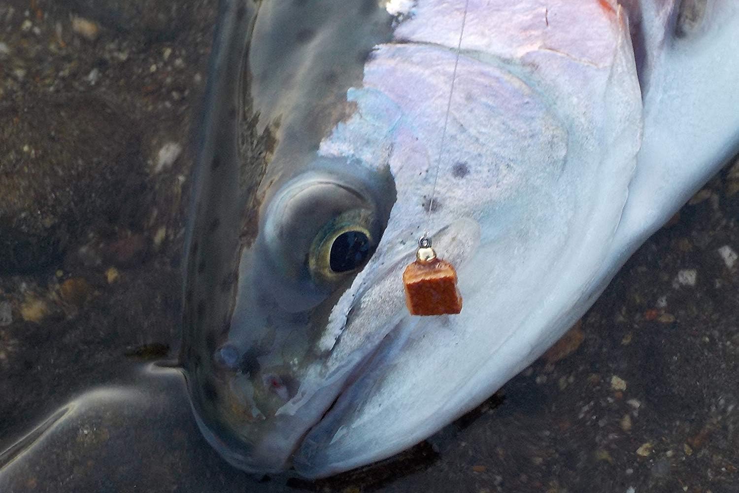 Amazon 純国産 管理釣り場 爆釣フライ フェザージグ ペレットタイム オリジナル 5色5個セット グラム選択可 0 6 Gofly Custom Fly 完成フライ