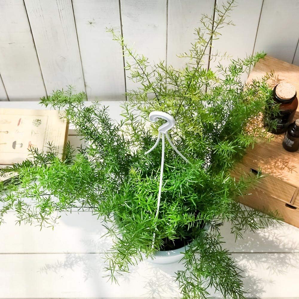 Amazon Co Jp 観葉植物 アスパラガス スプレンゲリー 6号吊り鉢 育て方説明書付き Asparagus Densiflorus Sprengeri スギノハカズラ ホーム キッチン