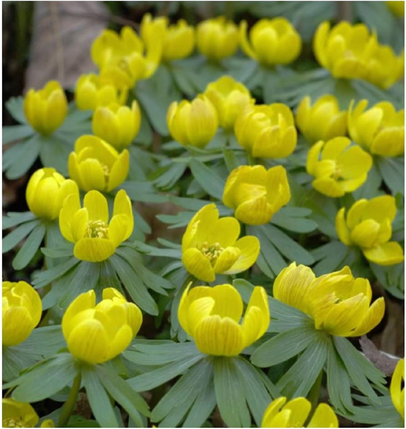 15x Eranthis Hyemalis - Eranthis Hyemalis-F1 Cebolla Tubérculos ...
