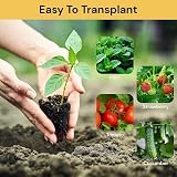 WY8 10 Pack Seed Trays 120 Cells with Dome Base Humidity Adjustable Grow Kit view 7