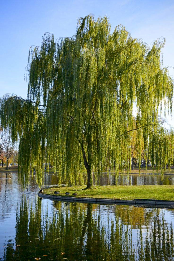 drooping branches give the tree a distinctive shape WEEPING WILLOW TREE