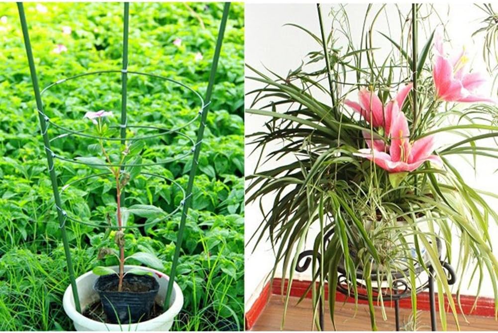 Pepino Torre, plantas de cultivo de Torre maxitom, con Rank ayuda ...