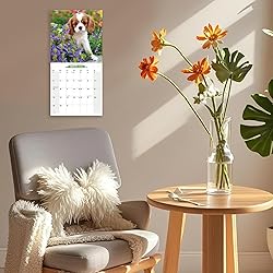 2025-2026 Wall Calendar Cavalier King Charles