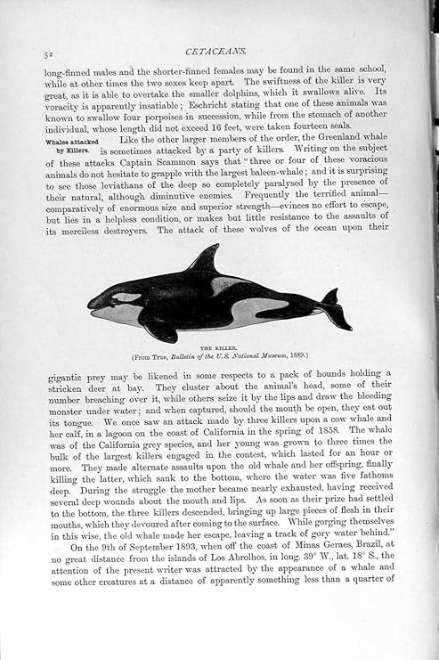 Amazon 自然史の 14 95 のシャチのクジラ目の動物の印刷物 アートフレーム ポスター オンライン通販