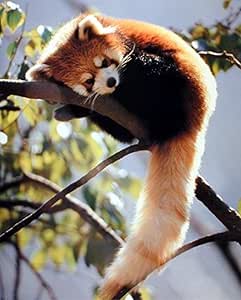 diamond painting red panda